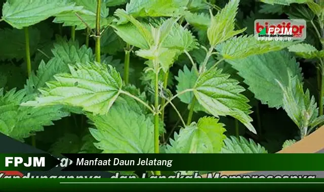 manfaat daun jelatang