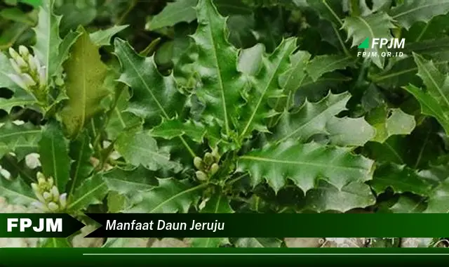 manfaat daun jeruju