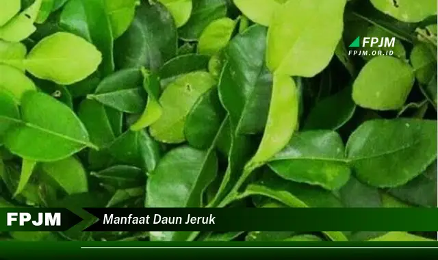 manfaat daun jeruk