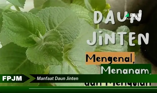 Ketahui 8 Manfaat Daun Jinten untuk Kesehatan dan Kecantikan