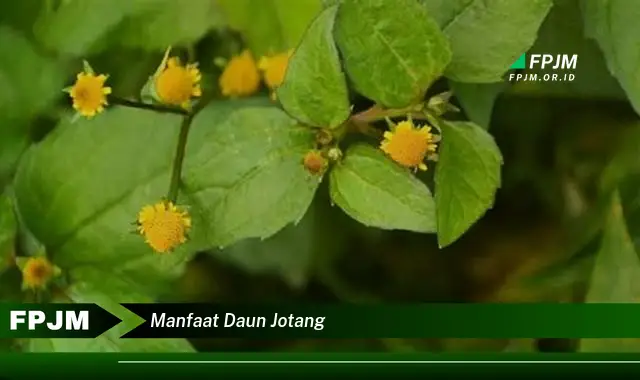 manfaat daun jotang