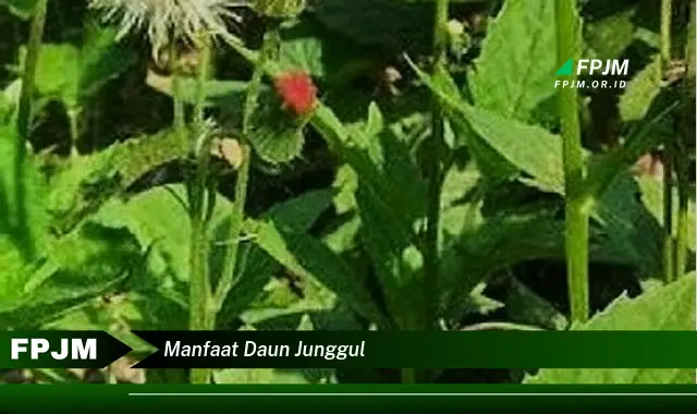 manfaat daun junggul