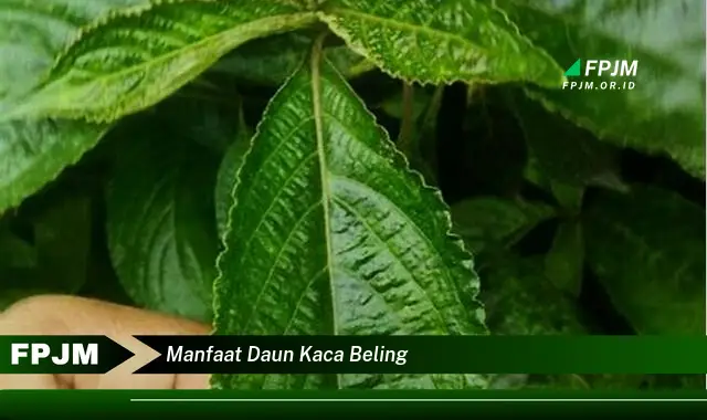 Ketahui 8 Manfaat Daun Kaca Beling untuk Kesehatan Anda