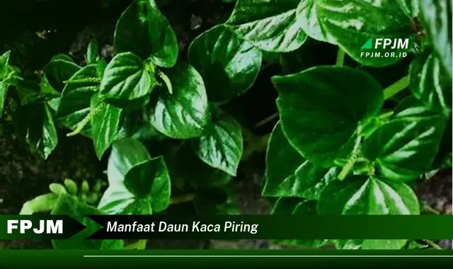 Ketahui 7 Manfaat Ajaib Daun Kaca Piring