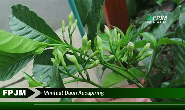 manfaat daun kacapiring