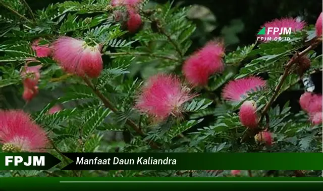 manfaat daun kaliandra