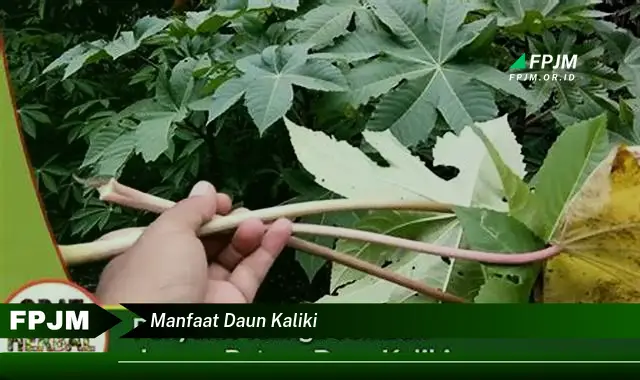 manfaat daun kaliki