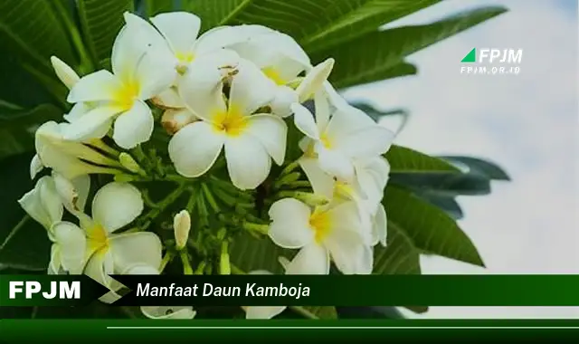 manfaat daun kamboja