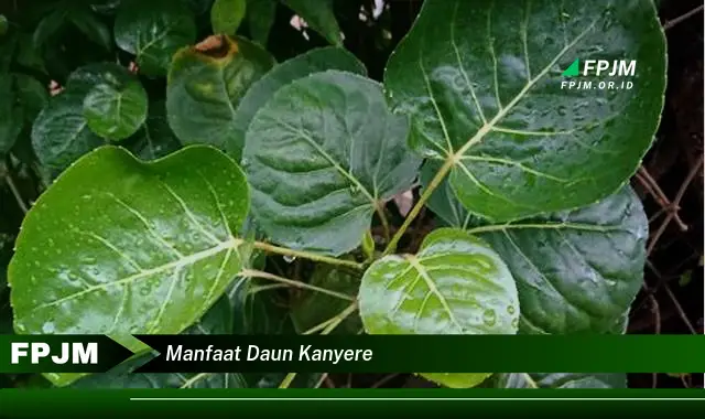 manfaat daun kanyere