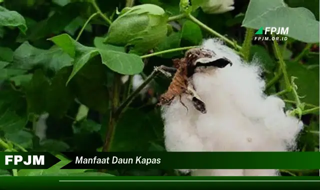 manfaat daun kapas