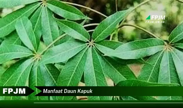 Ketahui 9 Manfaat Daun Kapuk untuk Kesehatan, Kecantikan, dan Rumah Tangga Anda