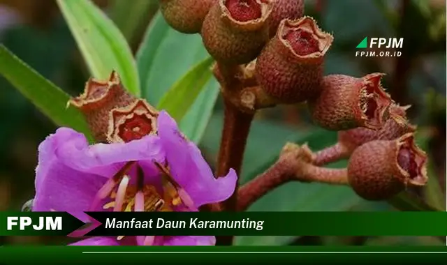 manfaat daun karamunting