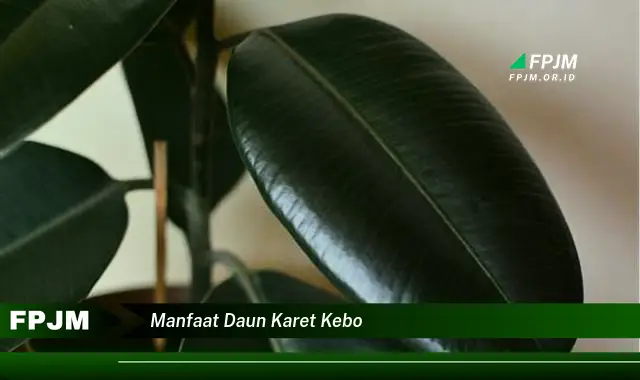 manfaat daun karet kebo