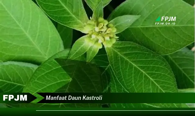 manfaat daun kastroli