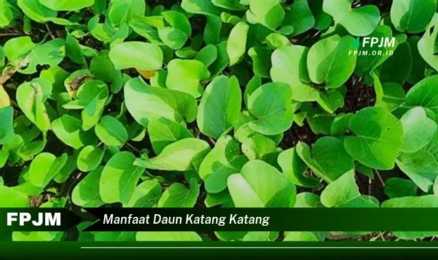 Ketahui 10 Manfaat Daun Katang Katang untuk Kesehatan dan Kecantikan