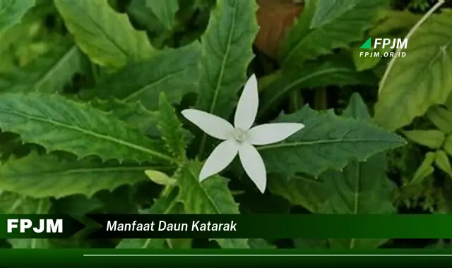 manfaat daun katarak