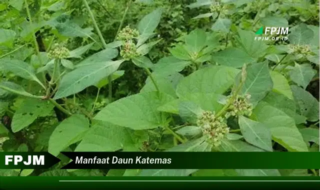 manfaat daun katemas