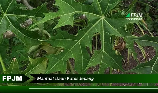 manfaat daun kates jepang