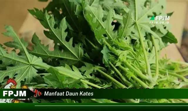 manfaat daun kates