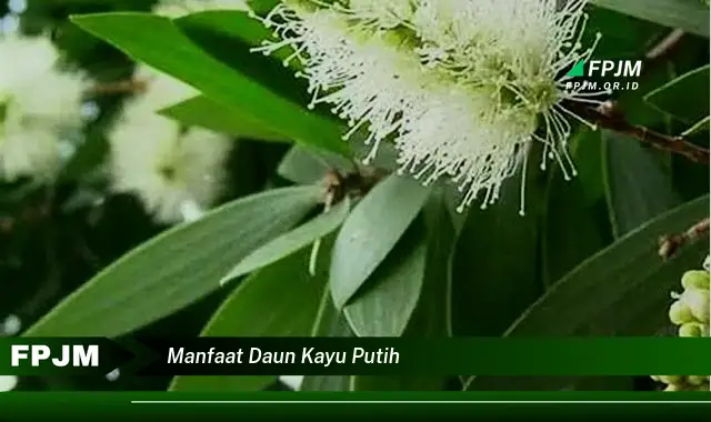 manfaat daun kayu putih