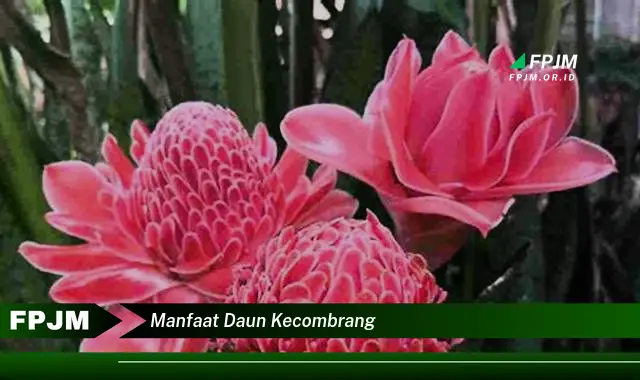 manfaat daun kecombrang