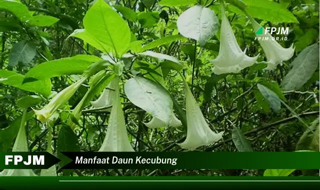 Ketahui 9 Manfaat Daun Kecubung untuk Kesehatan Tradisional dan Keamanan Penggunaannya