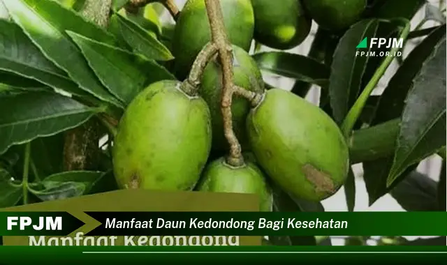 manfaat daun kedondong bagi kesehatan