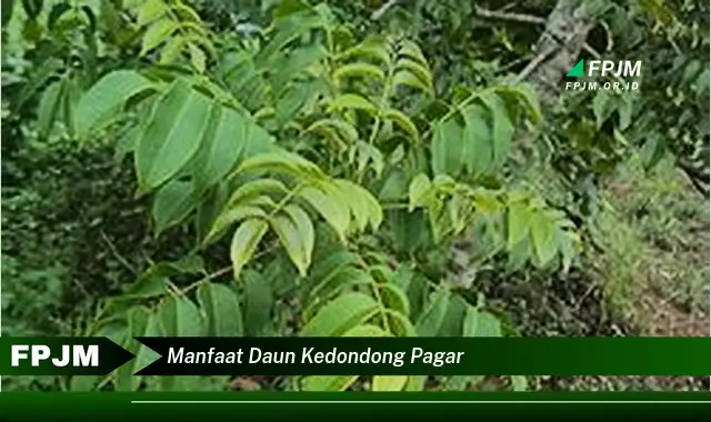 manfaat daun kedondong pagar