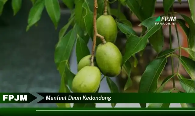 manfaat daun kedondong