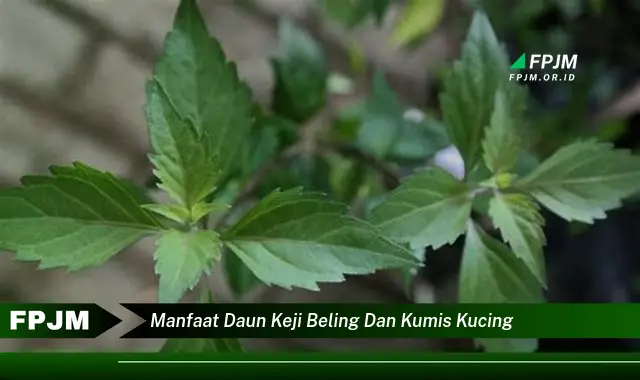 manfaat daun keji beling dan kumis kucing