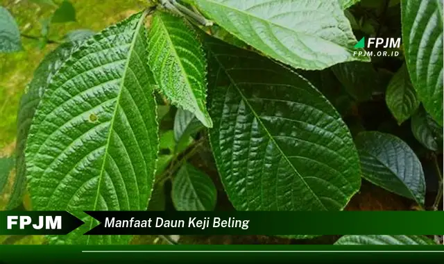 manfaat daun keji beling