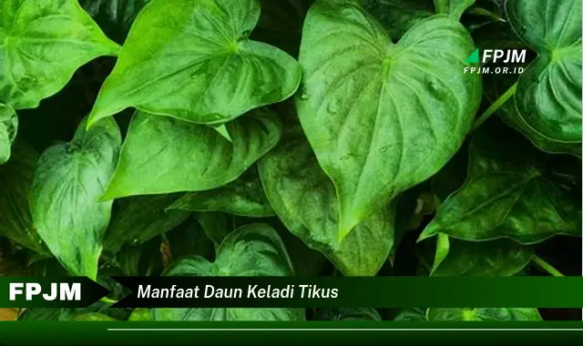 manfaat daun keladi tikus