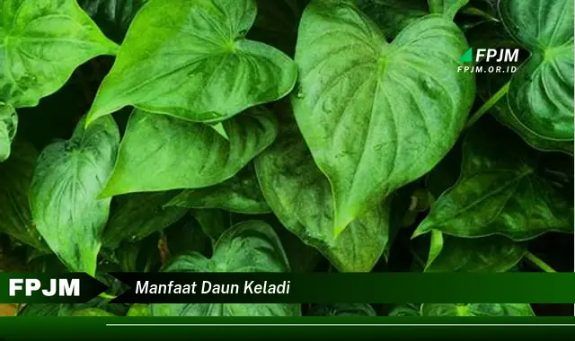 manfaat daun keladi