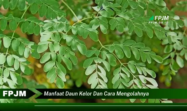 Ketahui 8 Manfaat Daun Kelor untuk Kesehatan dan Cara Mengolahnya dengan Mudah