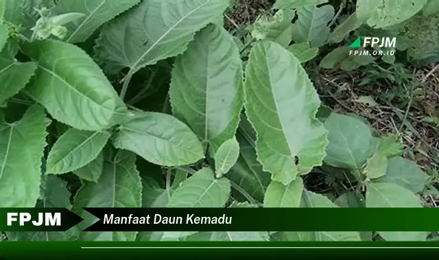 manfaat daun kemadu