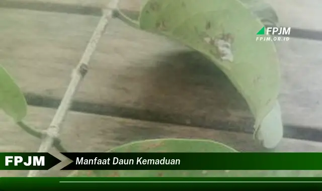 manfaat daun kemaduan