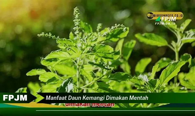 Ketahui 8 Manfaat Daun Kemangi Dimakan Mentah untuk Kesehatan Anda