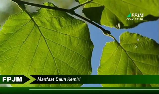 manfaat daun kemiri