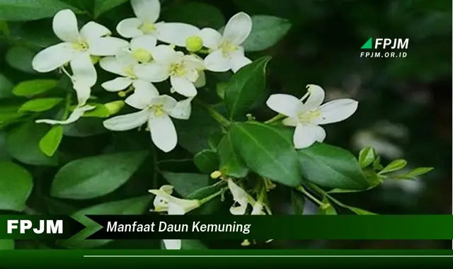 manfaat daun kemuning