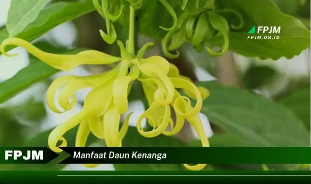 Ketahui 10 Manfaat Daun Kenanga untuk Kesehatan dan Kecantikan Alami