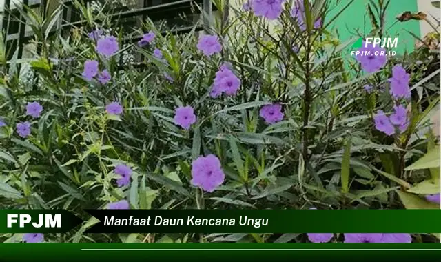 manfaat daun kencana ungu