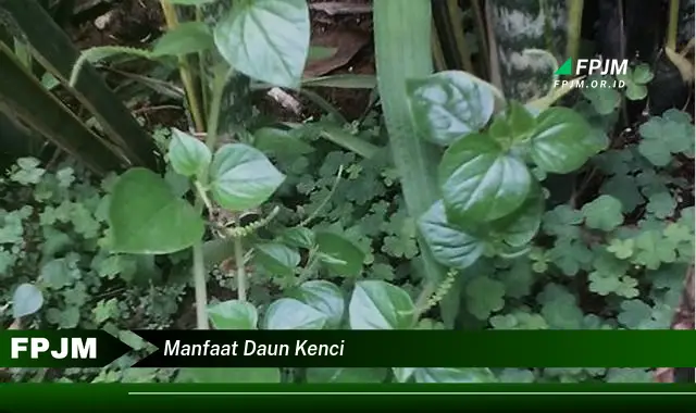 Ketahui 9 Manfaat Daun Kenci untuk Kesehatan dan Kecantikan