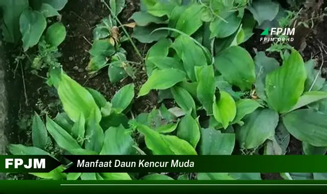 manfaat daun kencur muda