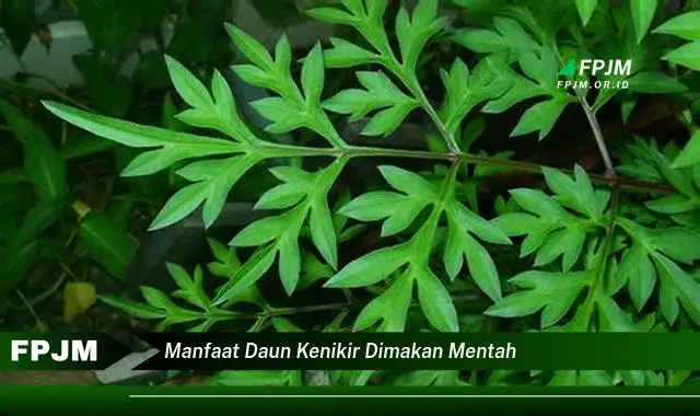 manfaat daun kenikir dimakan mentah