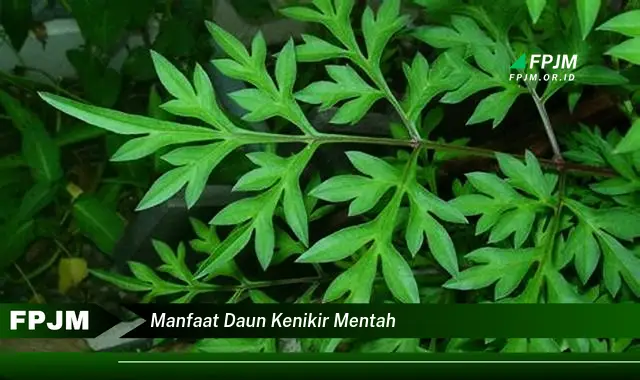 manfaat daun kenikir mentah