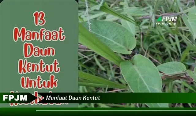 manfaat daun kentut