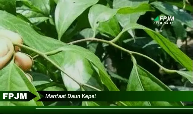 manfaat daun kepel