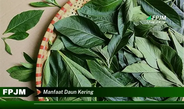 manfaat daun kering