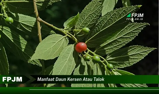 manfaat daun kersen atau talok