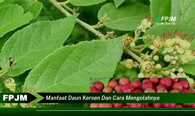 manfaat daun kersen dan cara mengolahnya